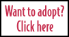 Click for an adoption Application