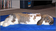 Roger napping