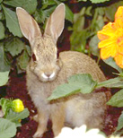 Wild Rabbit Photo1