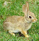 Wild Rabbit Photo2