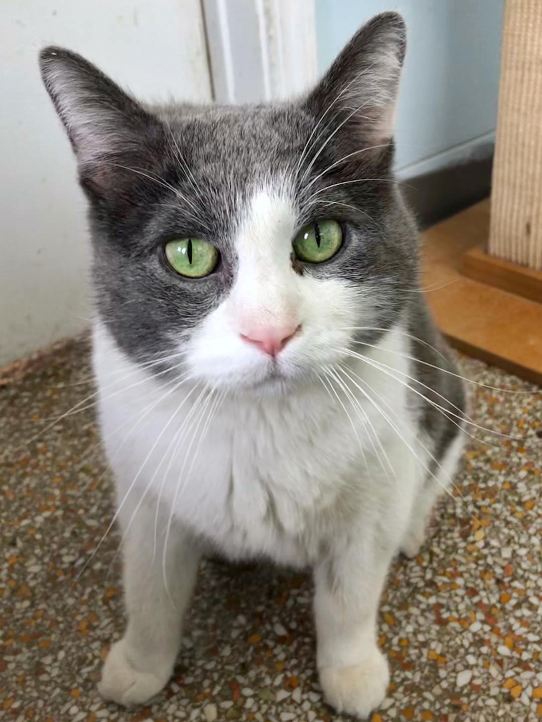 Chicago Animal Shelter: Adopt and Rescue Cats, Rabbits, Dogs: Red Door