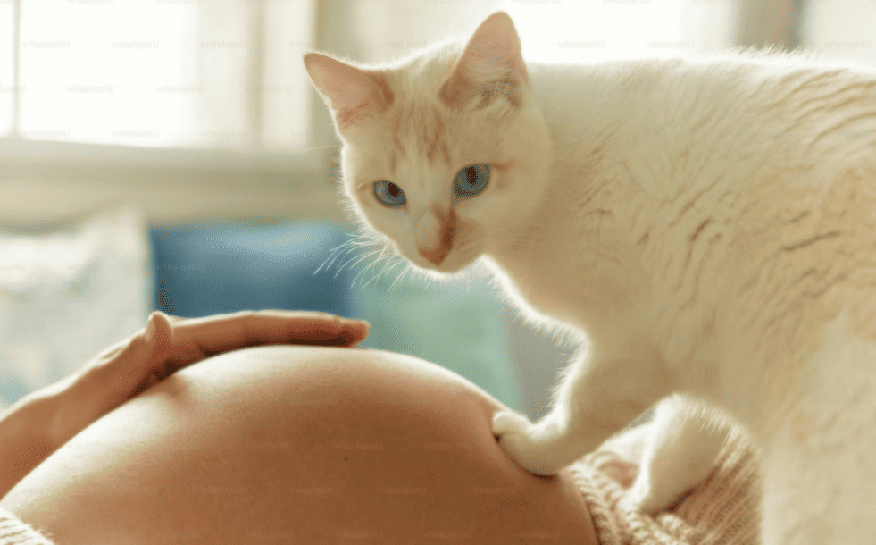 Pregnancy and Cats: A Myth Exposed – Red Door Animal Shelter