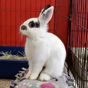 baby rabbit