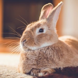 Rufus bunny rabbit relaxes next to shag carpet in warm tones, vi Rufus bunny rabbit relaxes next to shag carpet in warm tones, vi