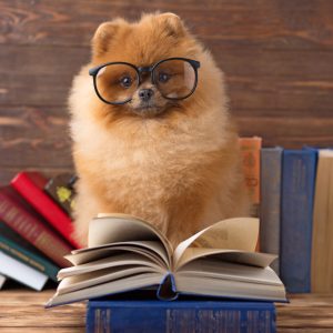 Clever pomeranian dog with a book. A dog sheltered in a blanket Clever pomeranian dog with a book. A dog sheltered in a blanket